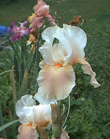 JPEG image