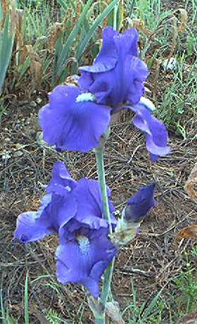 JPEG image