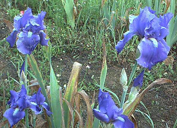 JPEG image