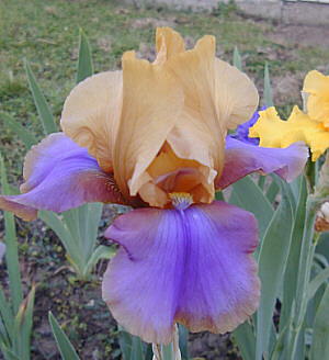 JPEG image