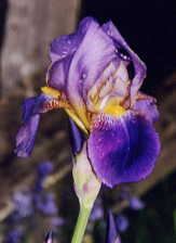JPEG image