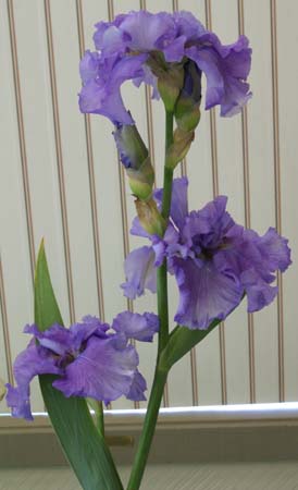 JPEG image