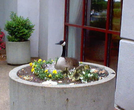 JPEG image