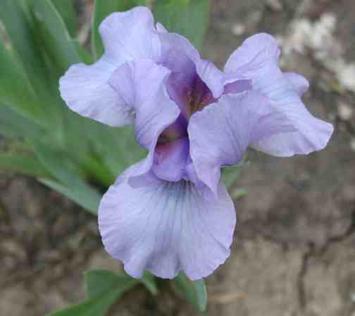 JPEG image