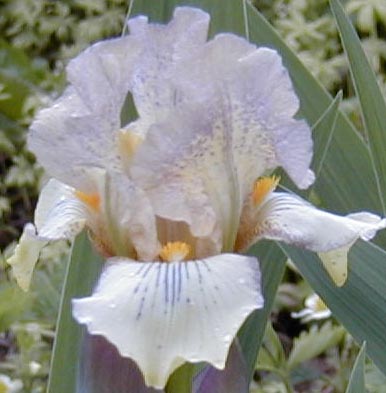 JPEG image