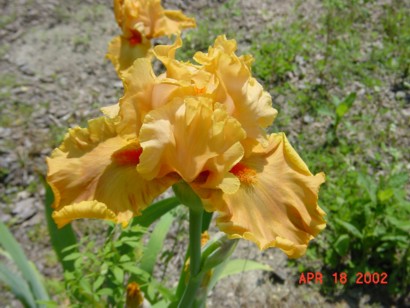 JPEG image