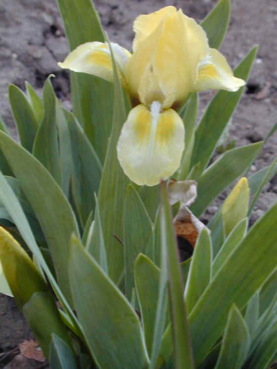 JPEG image