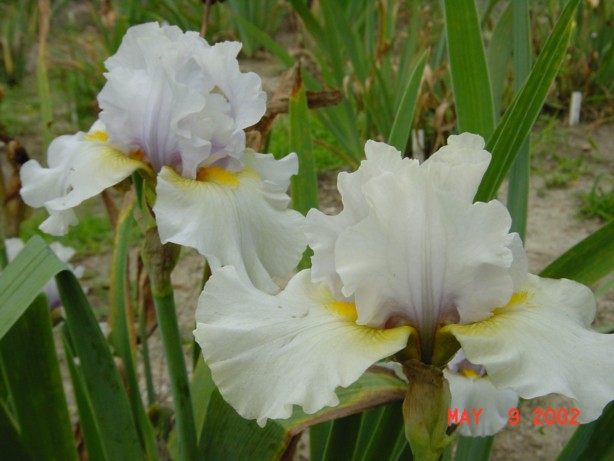 JPEG image