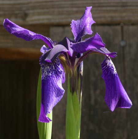 JPEG image