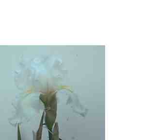 JPEG image