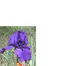 JPEG image