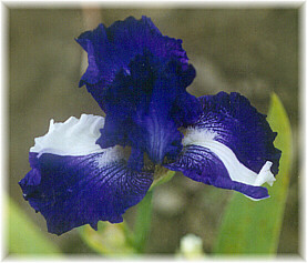 JPEG image