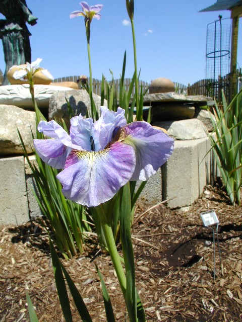 JPEG image