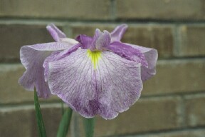 JPEG image