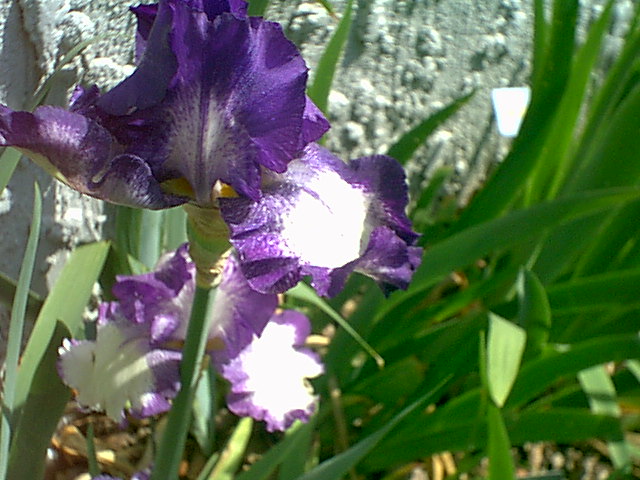 JPEG image