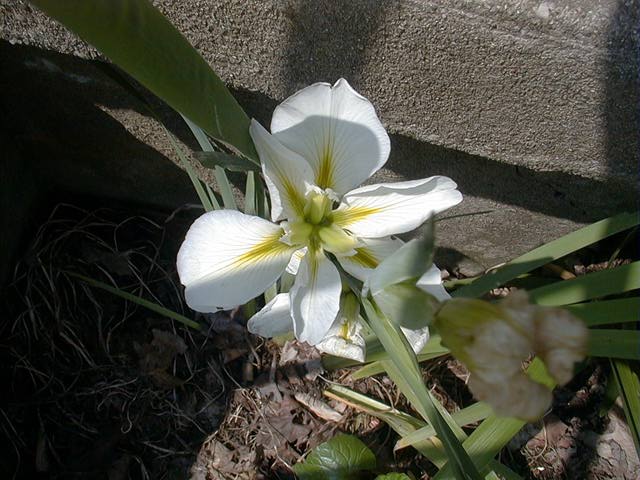 JPEG image