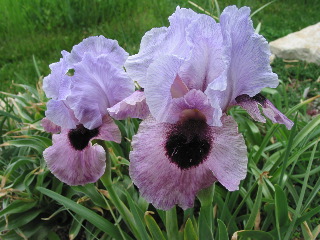 JPEG image