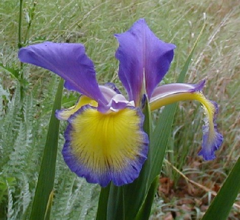 JPEG image