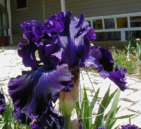 JPEG image