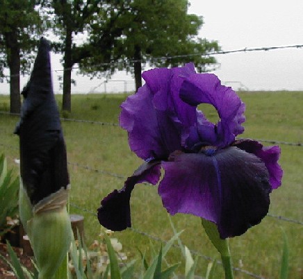JPEG image