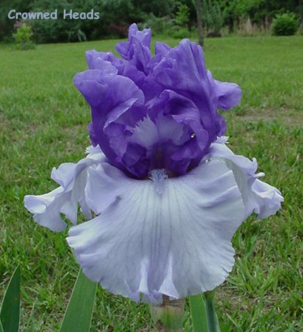 JPEG image