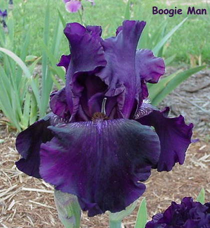 JPEG image