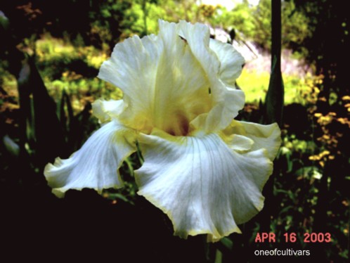JPEG image