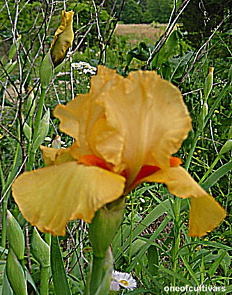 JPEG image