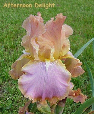 JPEG image