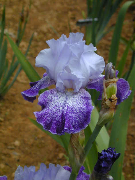 JPEG image
