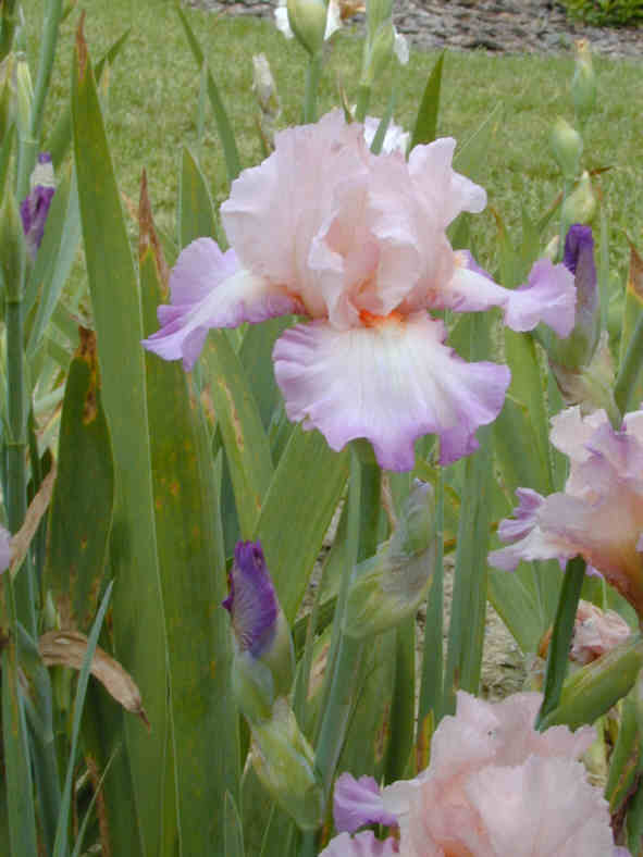 JPEG image