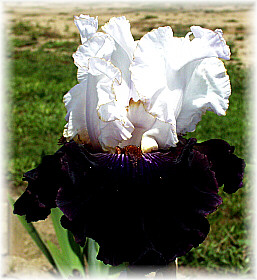 JPEG image