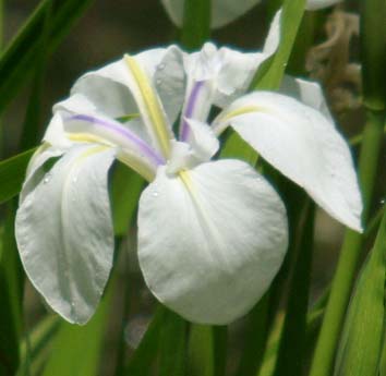 JPEG image