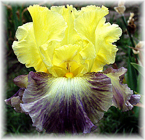 JPEG image