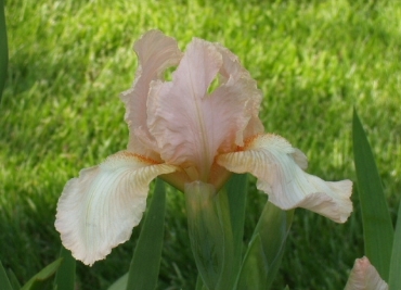 JPEG image