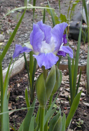 JPEG image