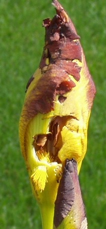 JPEG image