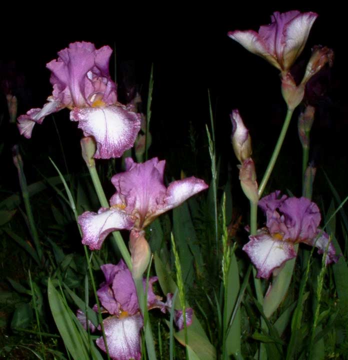 JPEG image
