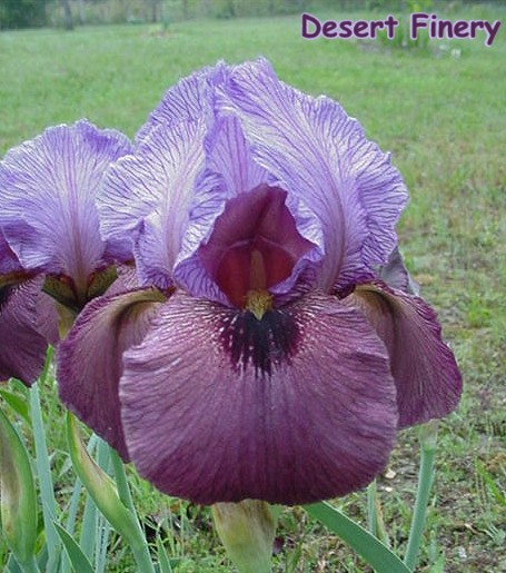 JPEG image