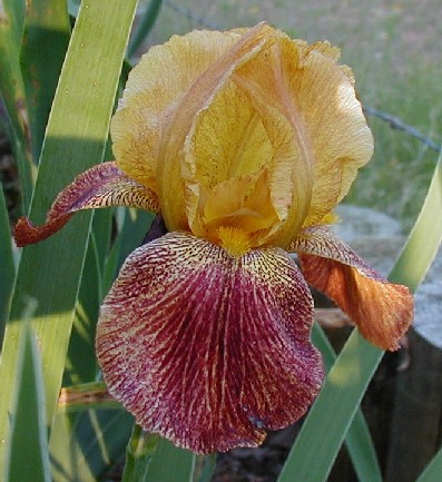 JPEG image