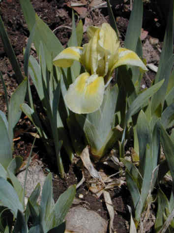 JPEG image