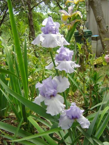 JPEG image