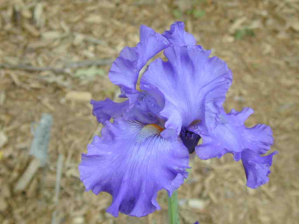 JPEG image