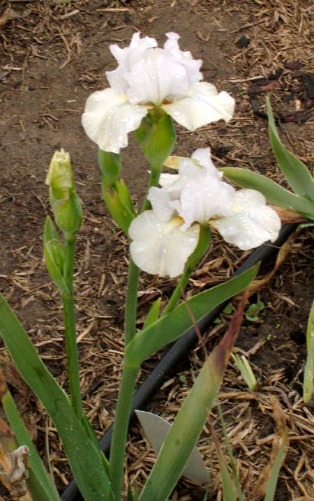 JPEG image