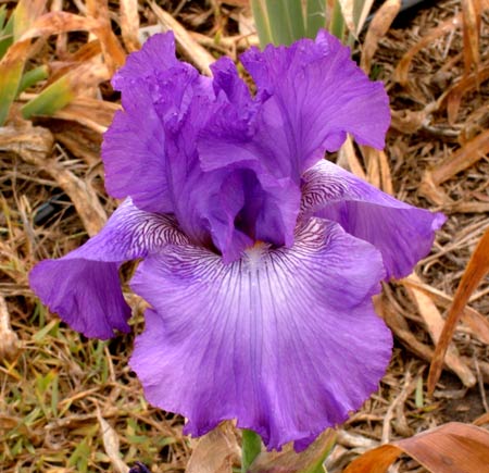 JPEG image