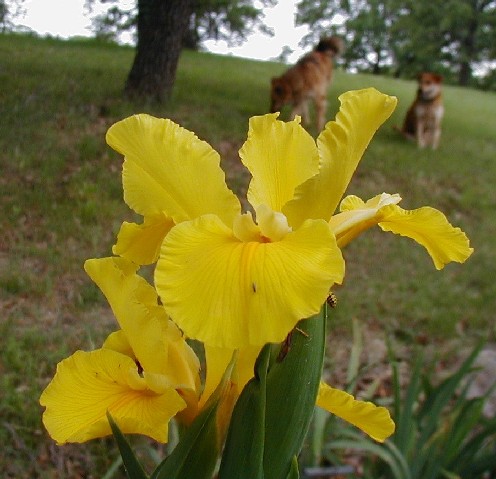 JPEG image