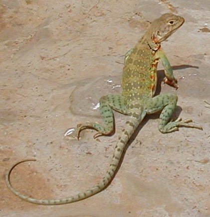 JPEG image