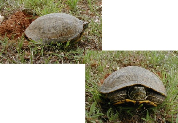 JPEG image