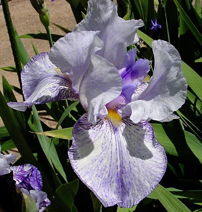 JPEG image