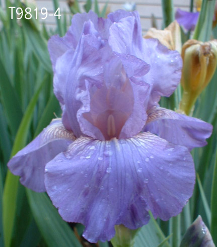 JPEG image